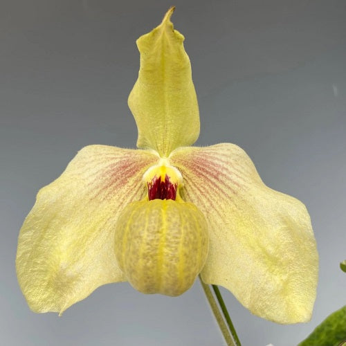 パフィオ Paph.Fumi's Delight 最新実生苗 北軽ガーデン＊-Fa Golden x micranthum ＊洋蘭＊パフィオ＊