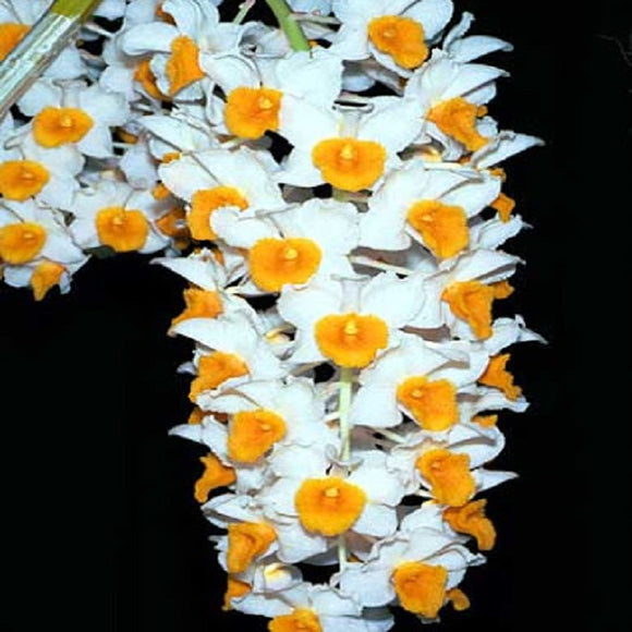 Dendrobium thyrsiflorum sp. - Big Plant