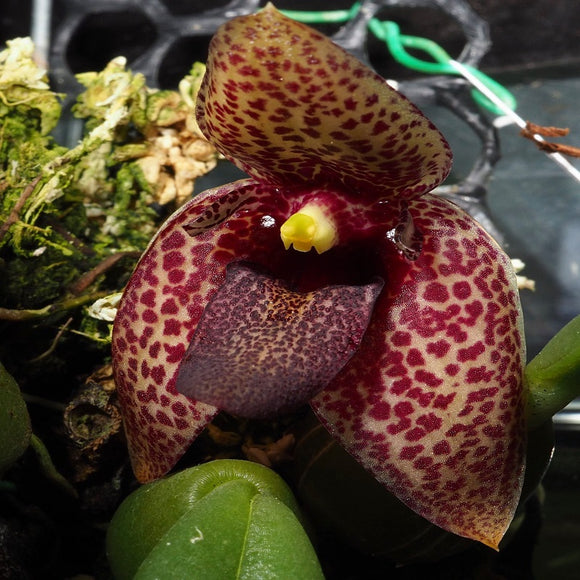 Trias / Bulbophyllum disciflorum sp.