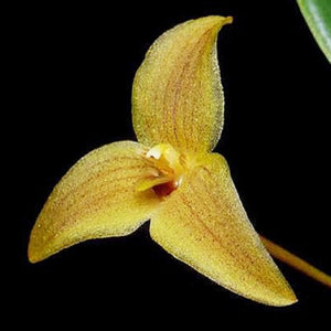 Trias / Bulbophyllum oblongum sp.