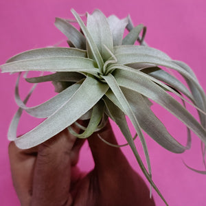 Tillandsia  Xerographica "Meican"-SS