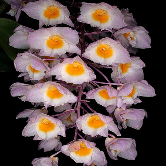 Dendrobium amabile Large Flower Type sp.