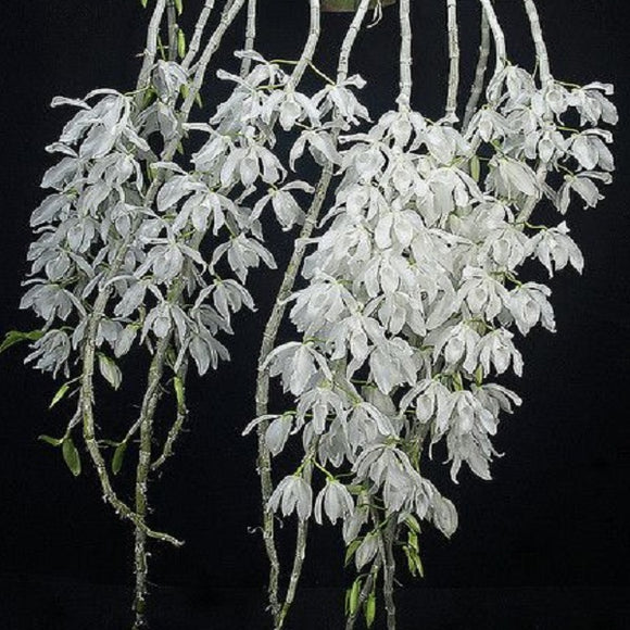 Dendrobium anosmum fma. alba