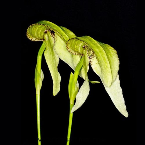 Bulbophyllum arfakianum Green sp.