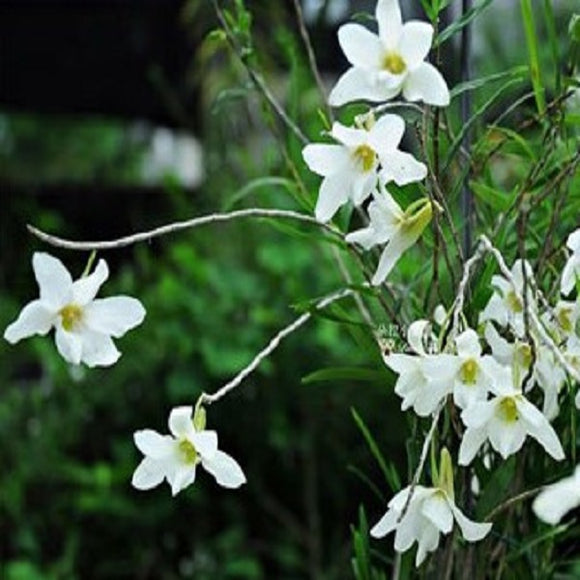 Dendrobium auriculatum sp.