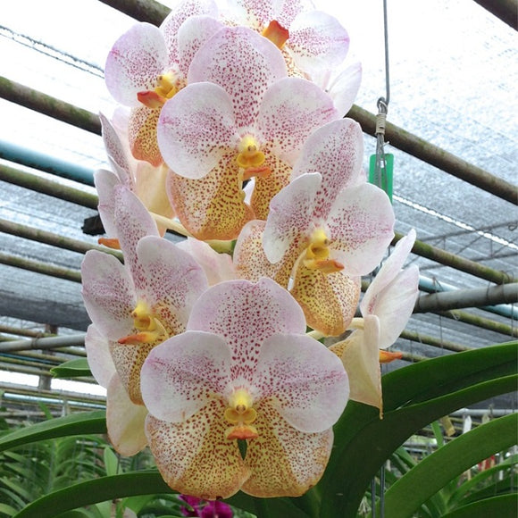 Vanda Boonyarit Diamond EXOTICA ORCHIDS