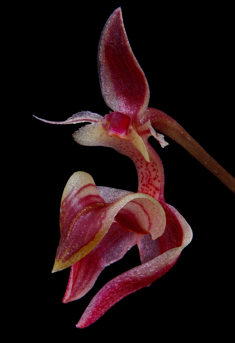 Bulbophyllum ayuthayense sp. – EXOTICA ORCHIDS