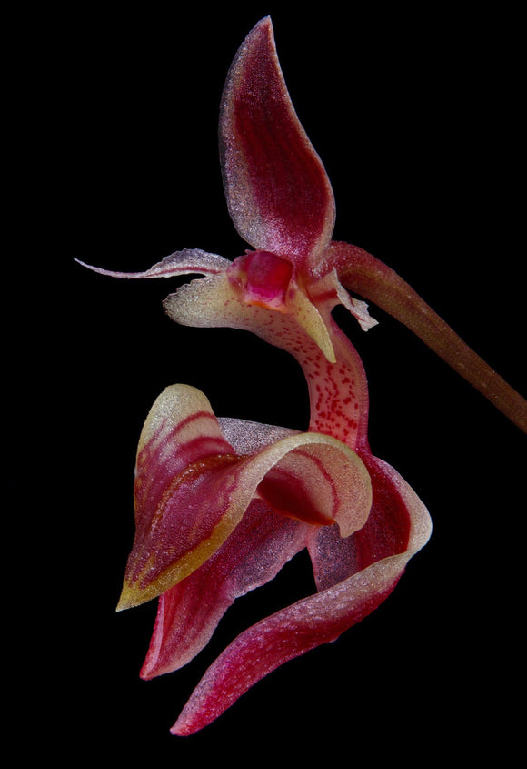 Bulbophyllum ayuthayense sp.
