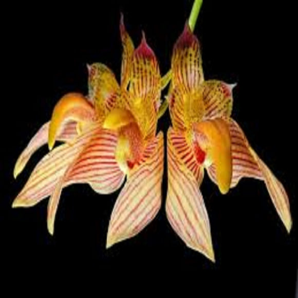 Bulbophyllum bicolor sp.