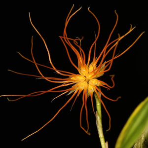Bulbophyllum croceum sp.