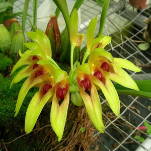 Bulbophyllum graveolens sp.
