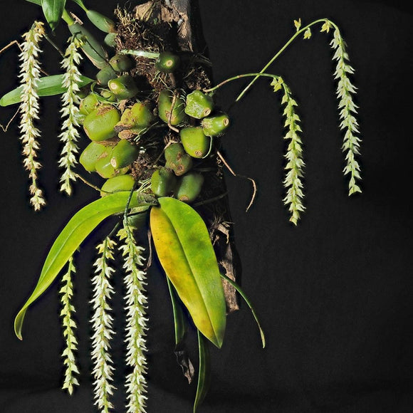 Bulbophyllum hirtum sp.