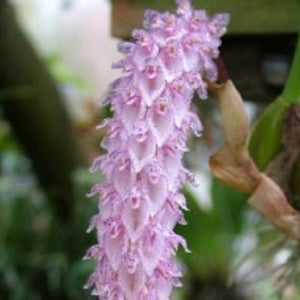 Bulbophyllum lilacinum sp.