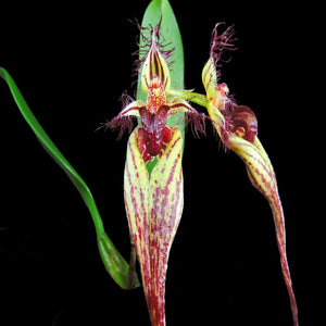Bulbophyllum fascinator sp.