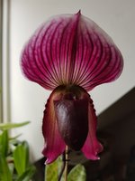 Paph. callosum 'Perfect Circle' x 'Vini Beauty' - MS