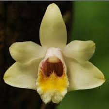 Dendrobium chittimae sp.