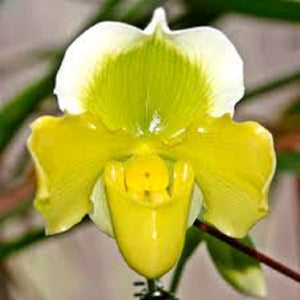 Paph. Cocoa Lovely Oliver