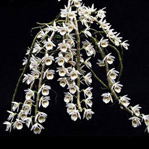 Dendrobium cretaceum sp.