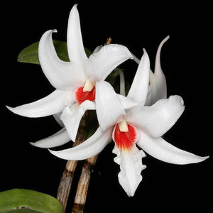 Dendrobium draconis sp.