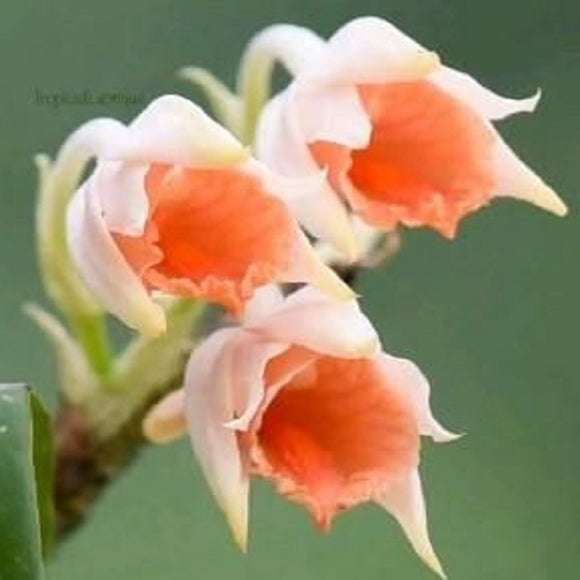 Dendrobium flexuosum from China sp.