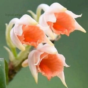 Dendrobium flexuosum from Myanmar sp.