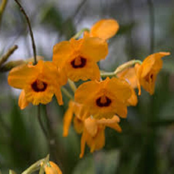 Dendrobium gibsonii sp.