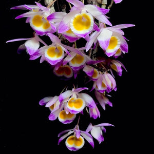 Dendrobium gratiosissimum sp.