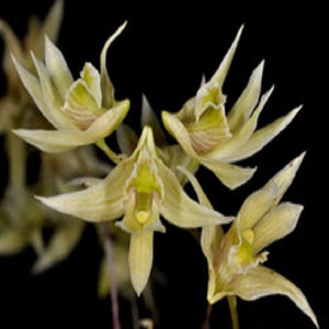 Dendrobium gregulus sp.
