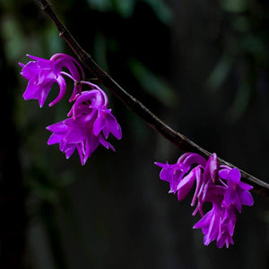 Dendrobium intricatum 'Purple'  sp.