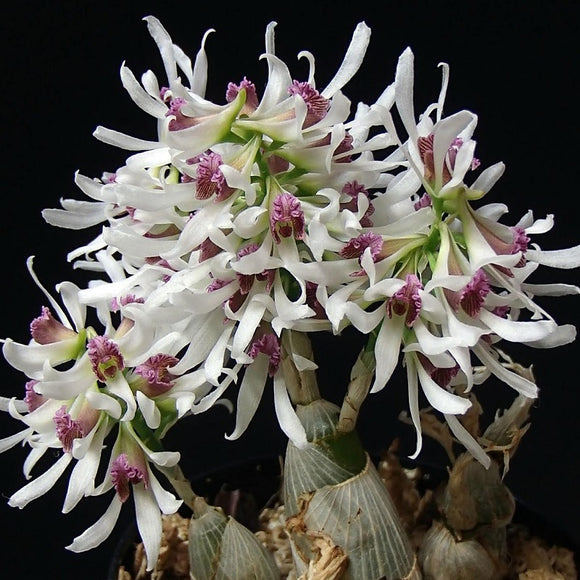 Dendrobium jinghuanum sp.
