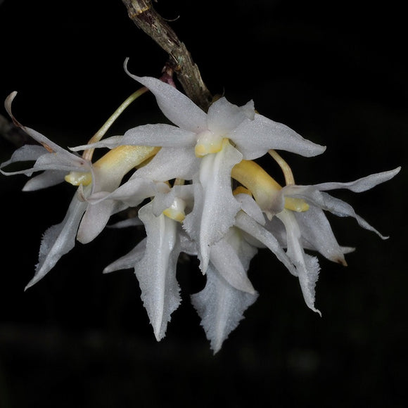 Dendrobium klabatense sp.