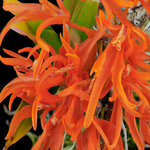 Dendrobium lamyaie sp.