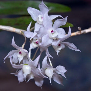 Dendrobium linguella sp.