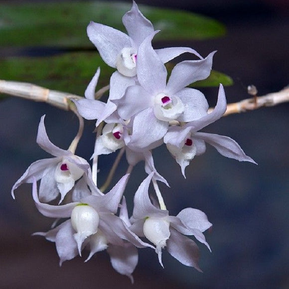 Dendrobium linguella sp.
