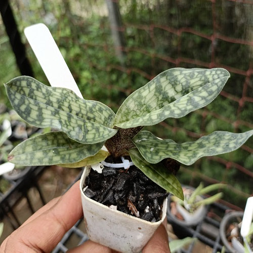 Paph. Wossner Butterfly (malipoense X vietnamese)-BS – EXOTICA ORCHIDS