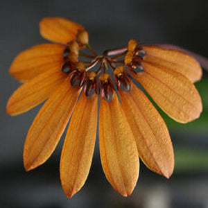 Bulbophyllum mastersianum sp.