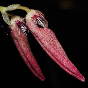 Bulbophyllum mirum sp.