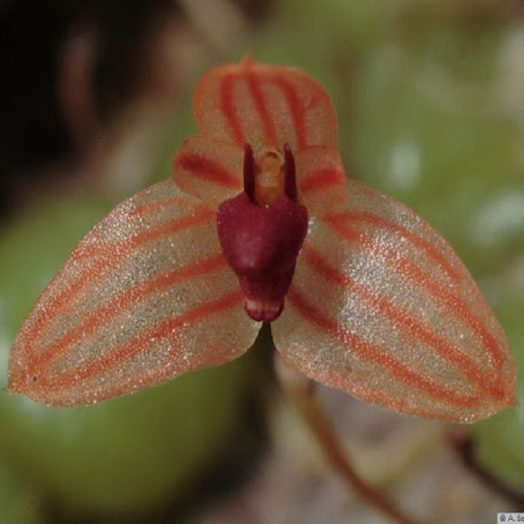 Bulbophyllum moniliforme sp.