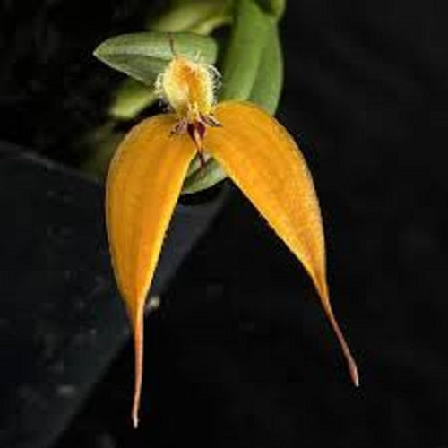 Bulbophyllum nasica fma. Orange sp.(From Papua New Guinea)