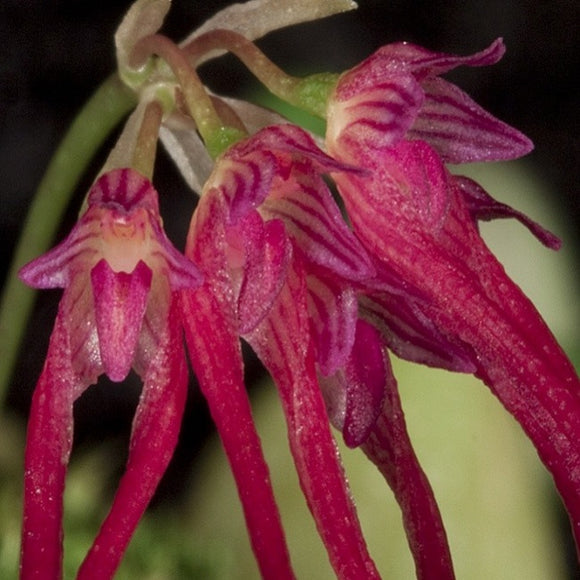 Bulbophyllum nipondhii sp.