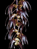 Dendrobium numaldeorii sp.