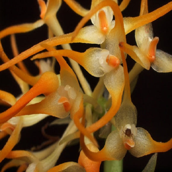 Bulbophyllum obtusum sp.