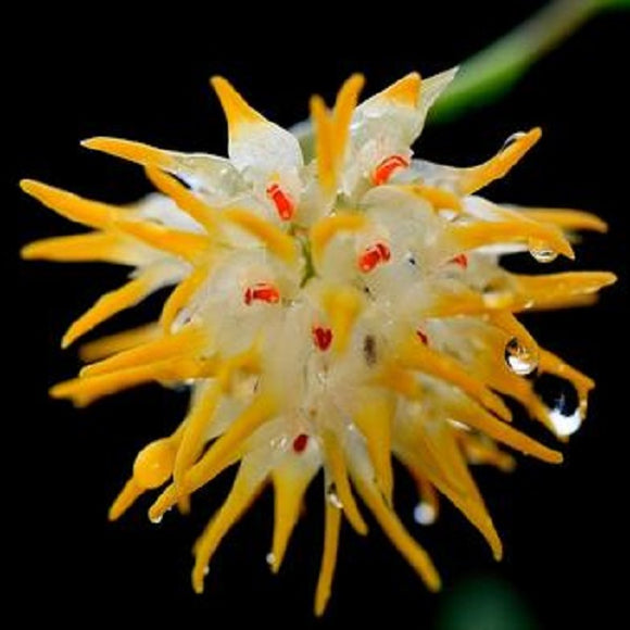 Bulbophyllum odoratissimum Thai sp.