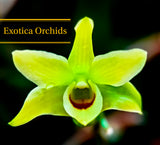Dendrobium officinale X Den. unicum