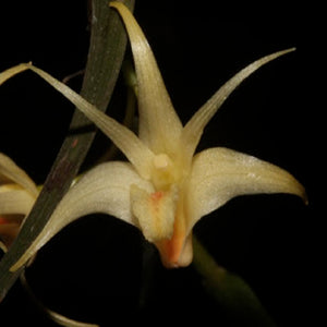 Dendrobium ornithoflorum sp.