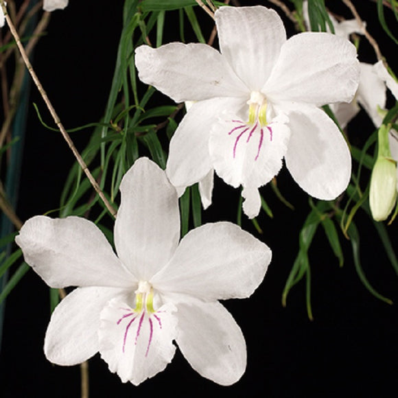 Dendrobium papilio sp.