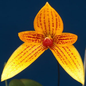 Bulbophyllum pardalotum sp.
