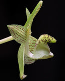 Bulbophyllum pectinatum sp.