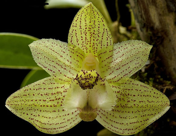 Bulbophyllum pectinatum sp.