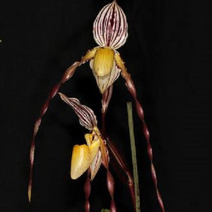 Paph. philippinense - Seedling